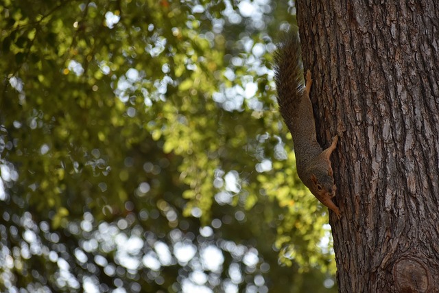 年泰国对阵 年泰国对阵